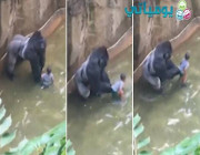 فيديو: قتل غوريلا في حديقة حيوان أمريكية بعد سقوط طفل في بيته>
