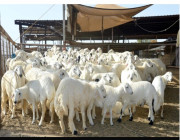 ميناء جدة يستقبل 63 ألف رأس من الماشية !!