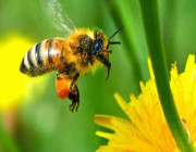 هل الكافيين يساعد النحل على سرعة التلقيح؟ .. التفاصيل هنا !!