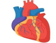 نصائح هامة للحفاظ على صحة القلب من الكوليسترول .. التفاصيل هنا !!