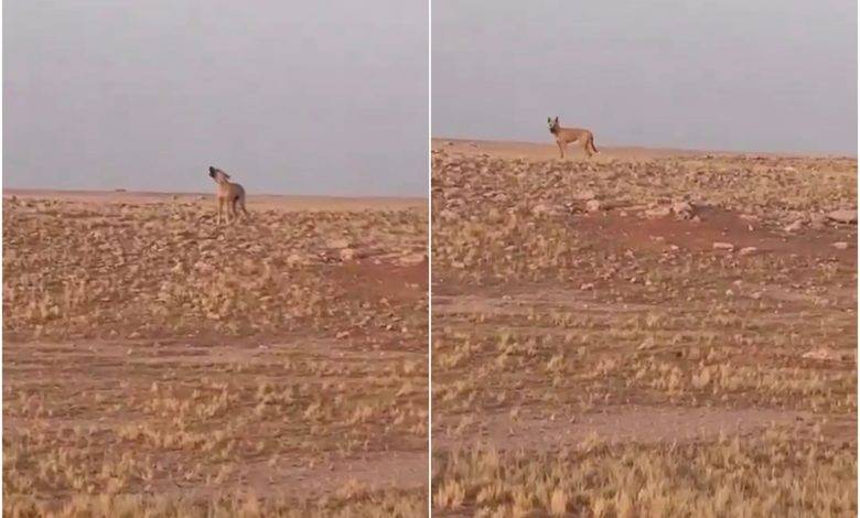 شاهد: مواطن يوثق وجود ذئب في صحراء حفر الباطن.. وهذا ما حدث عندما أصدر صوت “العواء” ليلفت انتباهه