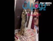 فيديو دب يقتحم غرفة شاب سعودي.. والدهشة تصيب المتابعين من ردة الفعل