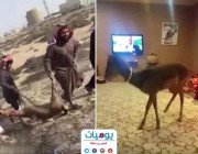 فيديو: مالك الغزال المختفية يتهم إمام مسجد بخطف غزاله وأكله.. ويكشف قراره بشأنه