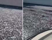 سبب نفوق آلاف الأسماك في شواطئ محافظة القنفذة