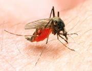 هل تعتبر الملاريا أو البرداء (Malaria) مرض معدي؟ .. التفاصيل هنا !!